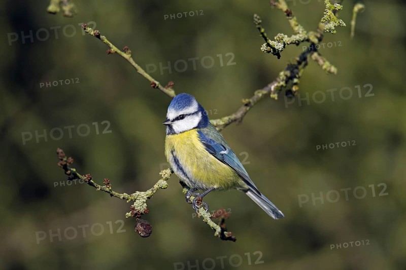 Eurasian blue tit