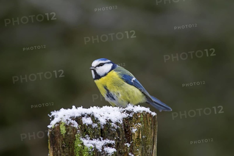 Eurasian blue tit