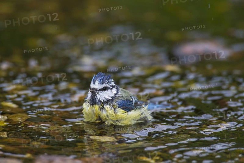 Eurasian blue tit