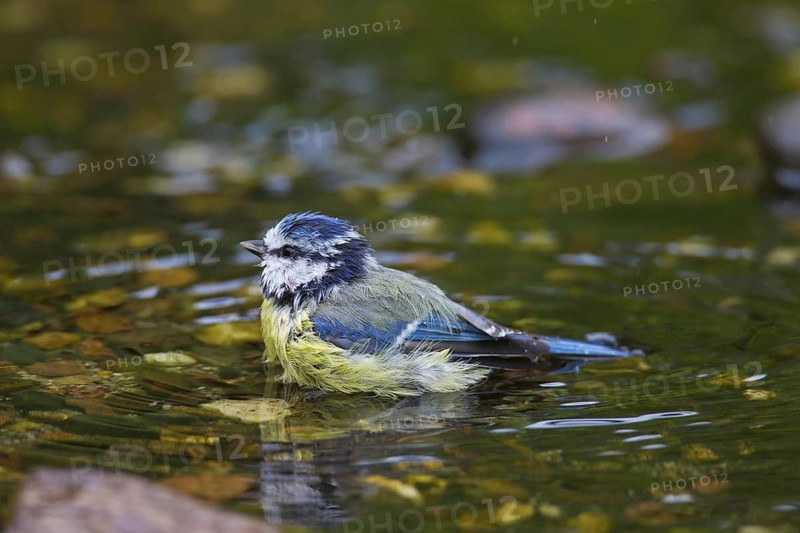Eurasian blue tit