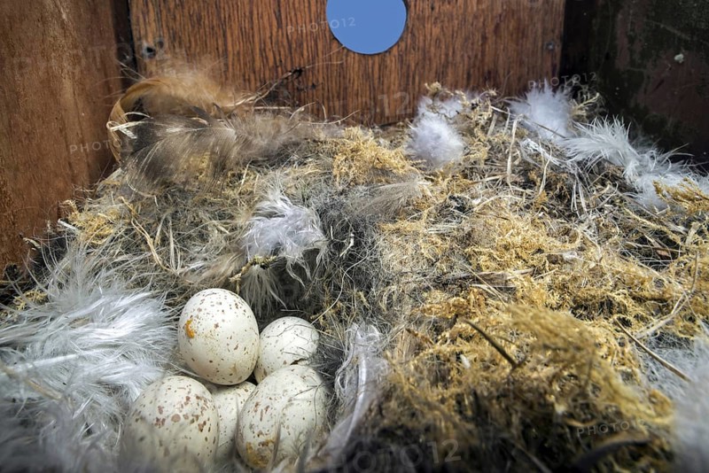 Abandoned clutch of eggs of Eurasian blue tit