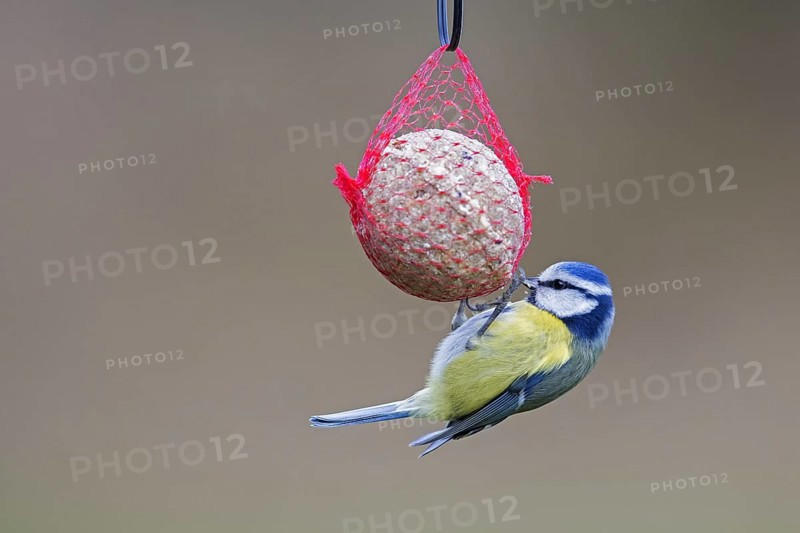Blue tit