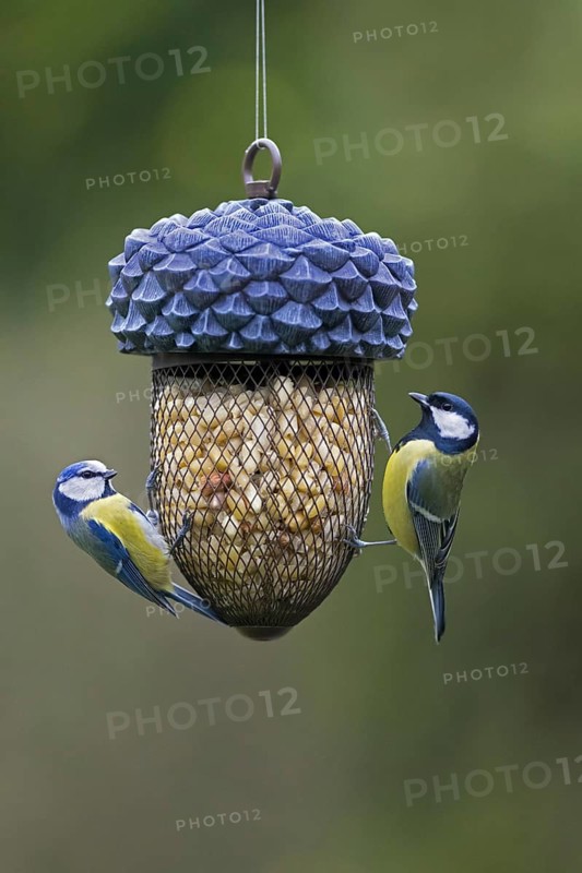 Blue tit
