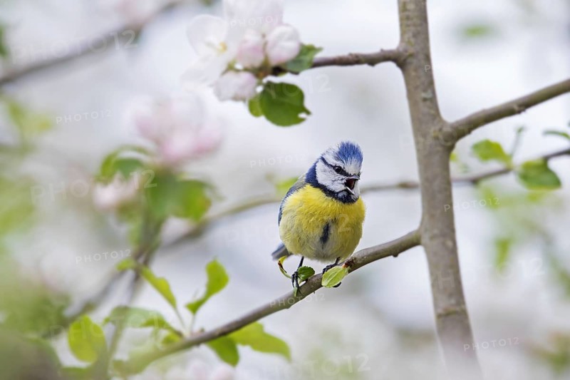 Blue tit