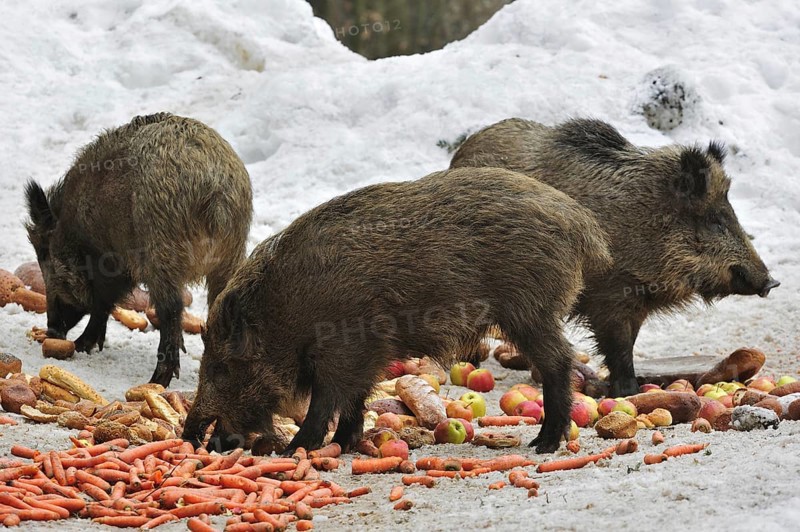 Wild boars