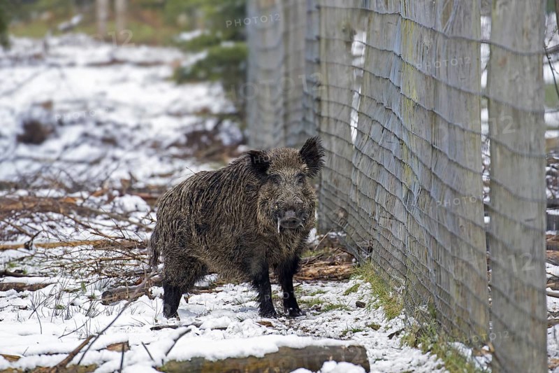 Wild boar