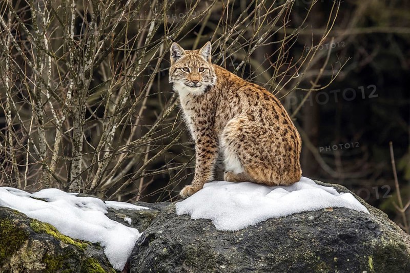 Eurasian lynx