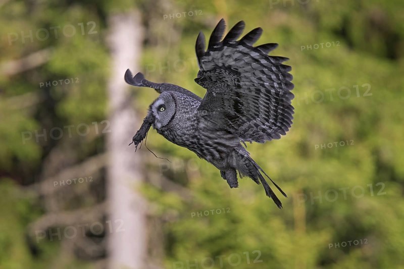 Great grey owl