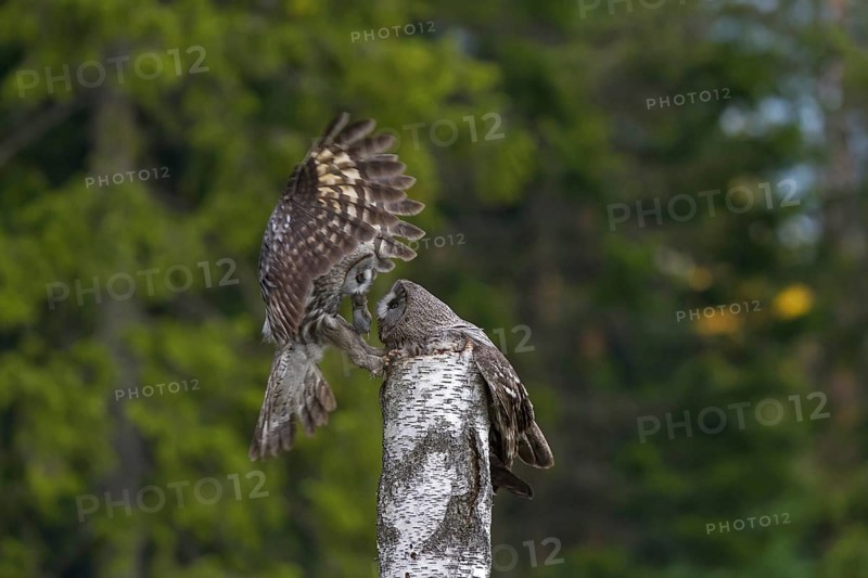 Great grey owl