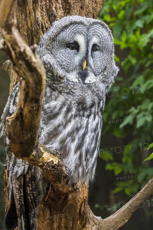 Great grey owl