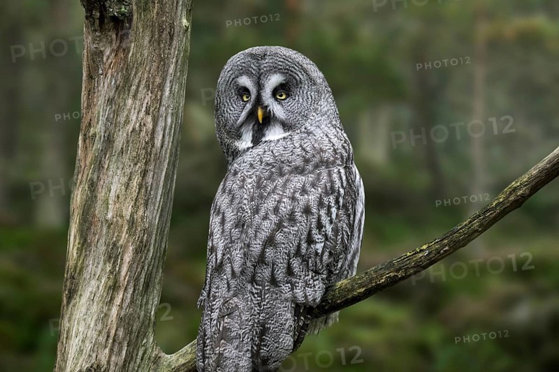 Great grey owl