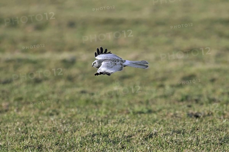 Hen harrier