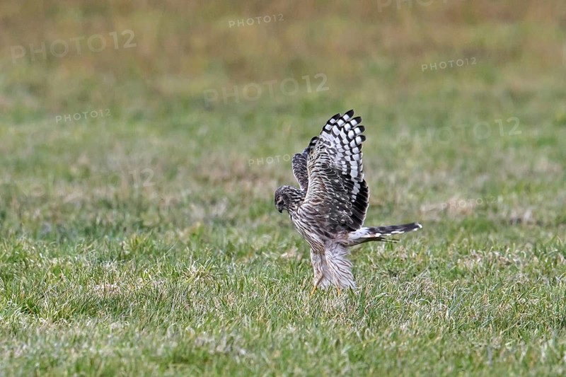 Hen harrier
