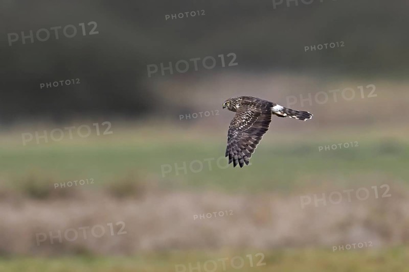 Hen harrier