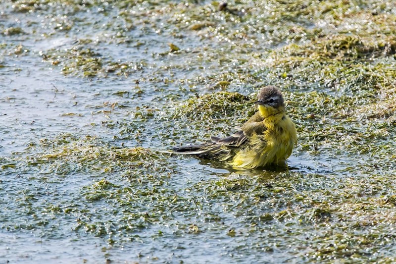 Blue-headed wagtail