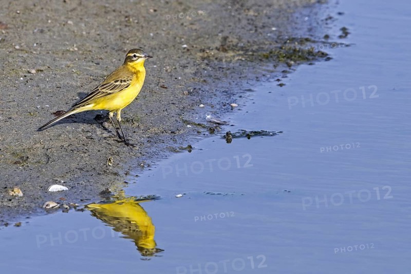 Blue-headed wagtail