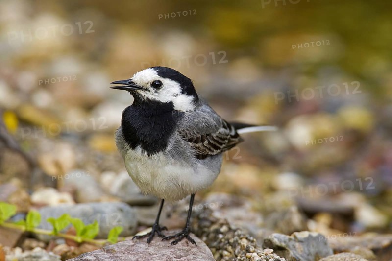 White wagtail