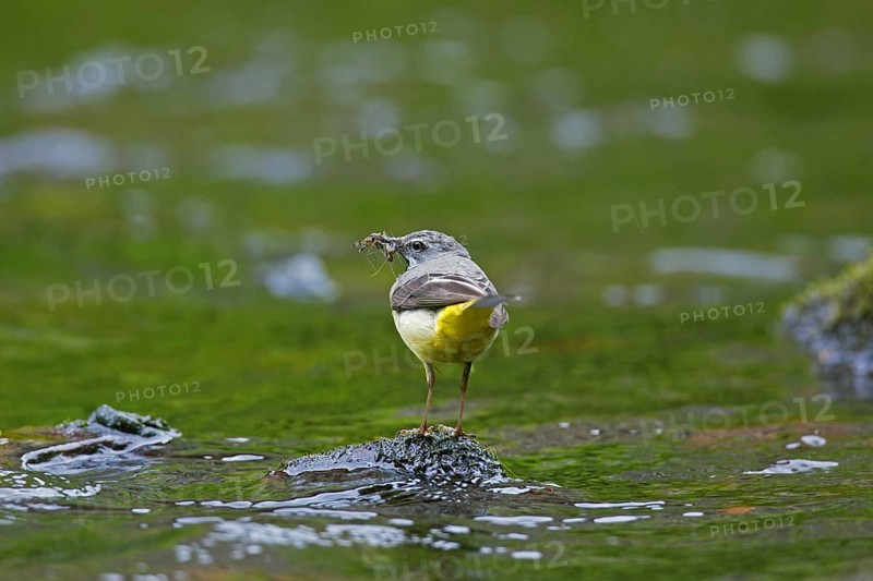 Grey wagtail