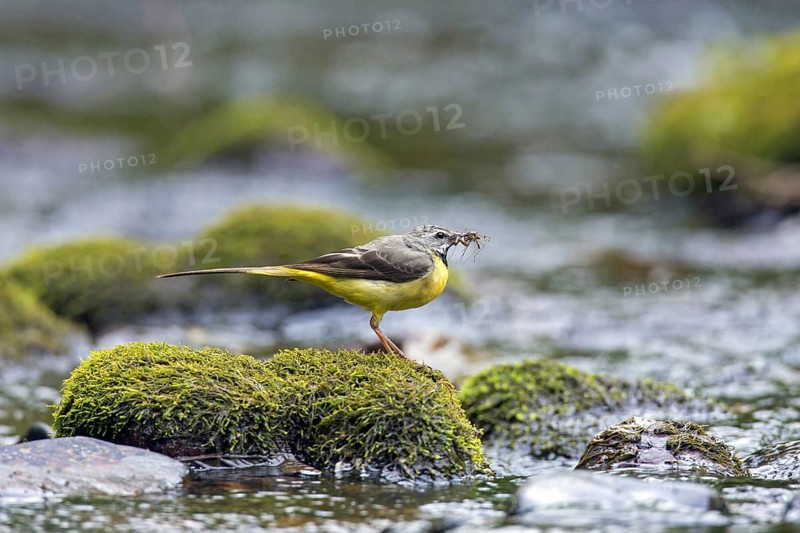 Grey wagtail