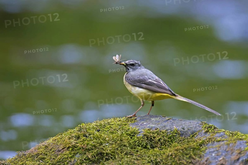 Grey wagtail