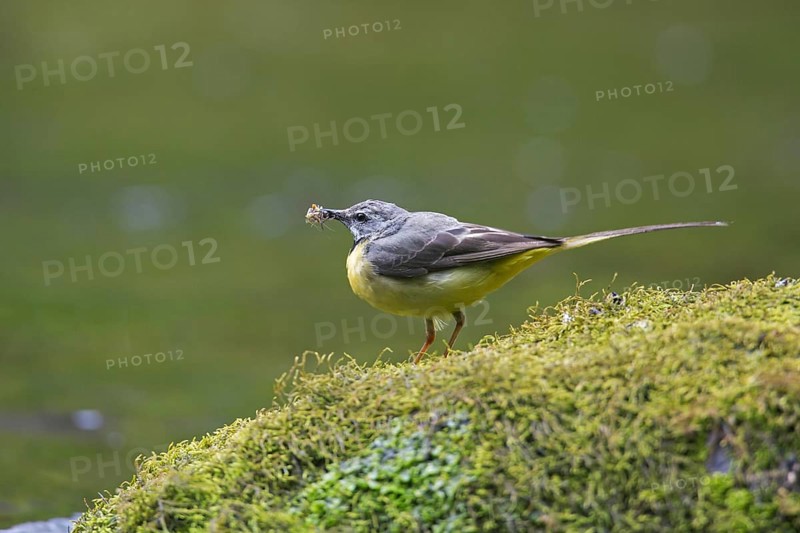Grey wagtail