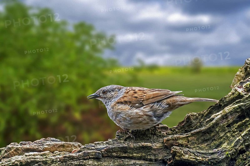 Dunnock