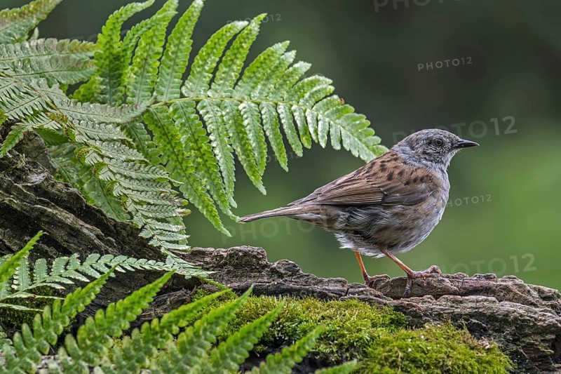 Dunnock