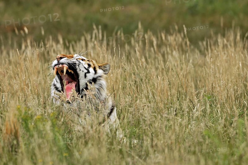 Siberian tiger
