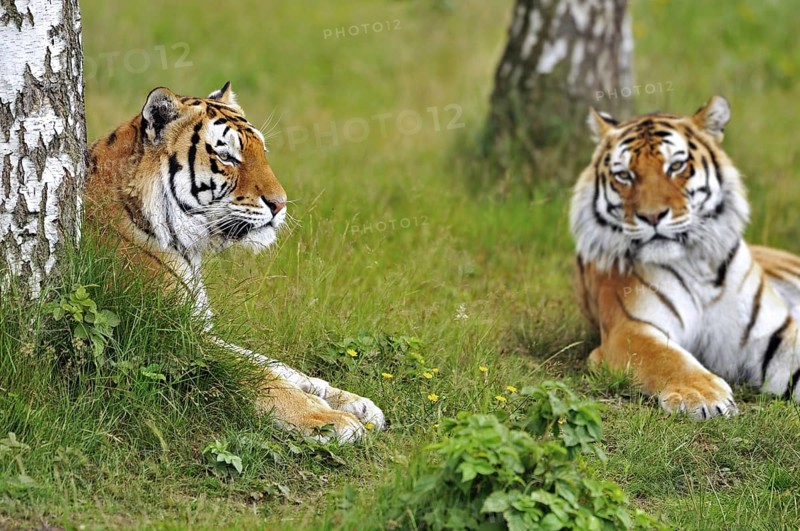 Two Siberian tigers