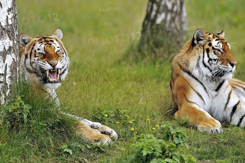 Two Siberian tigers
