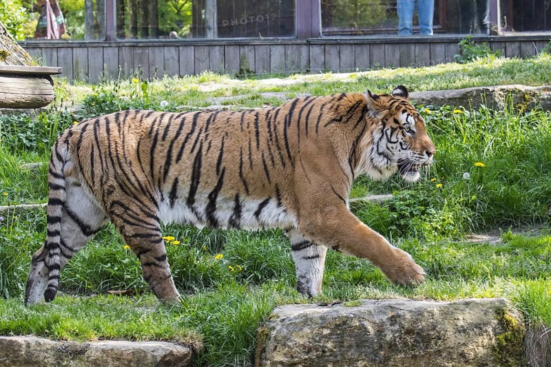 Siberian tiger