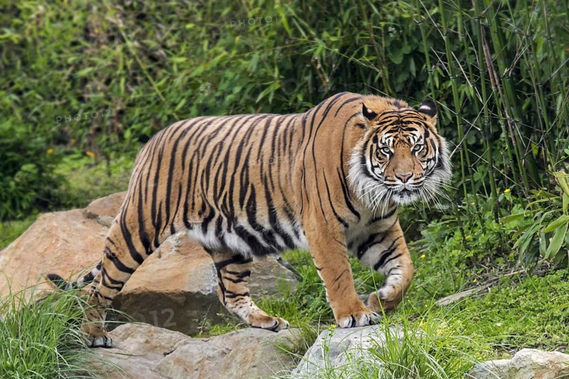 Sumatran tiger