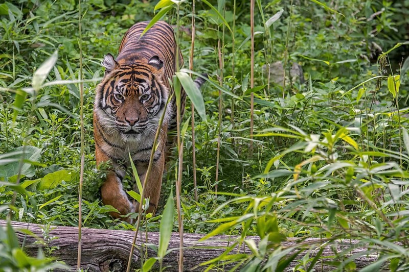 Sumatran tiger