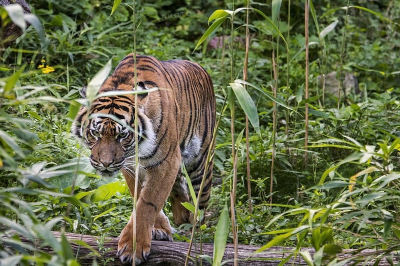 Sumatran tiger