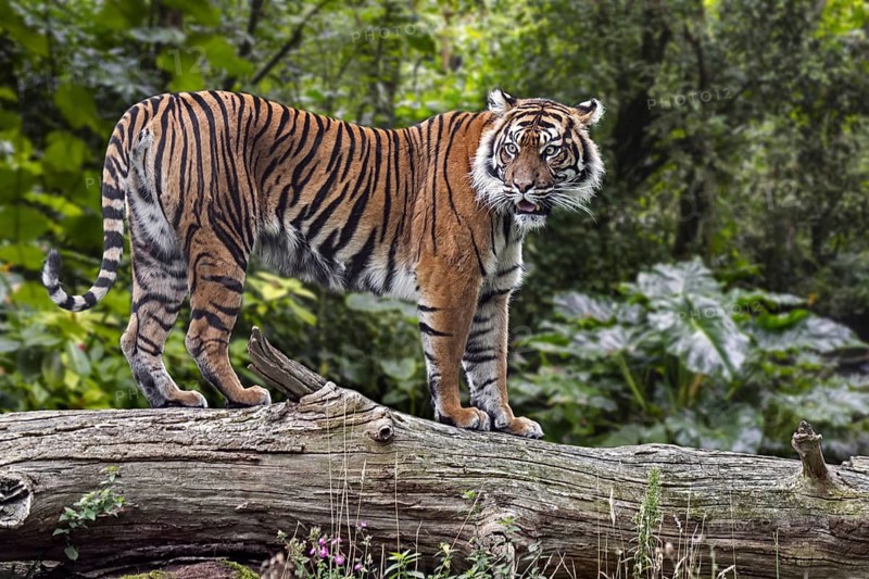 Sumatran tiger