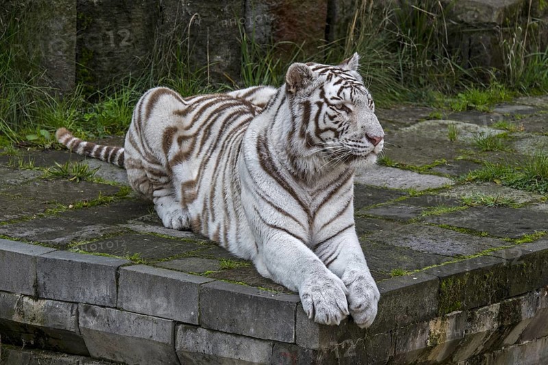 White tiger