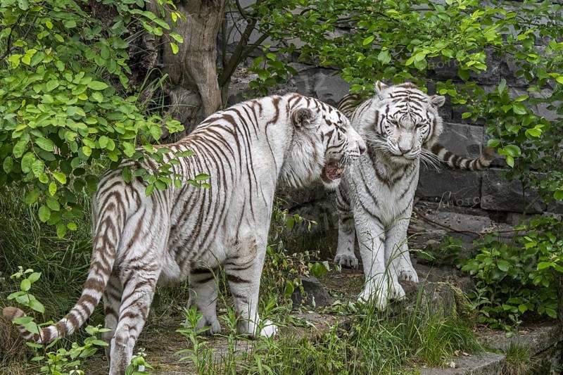 Two white tigers