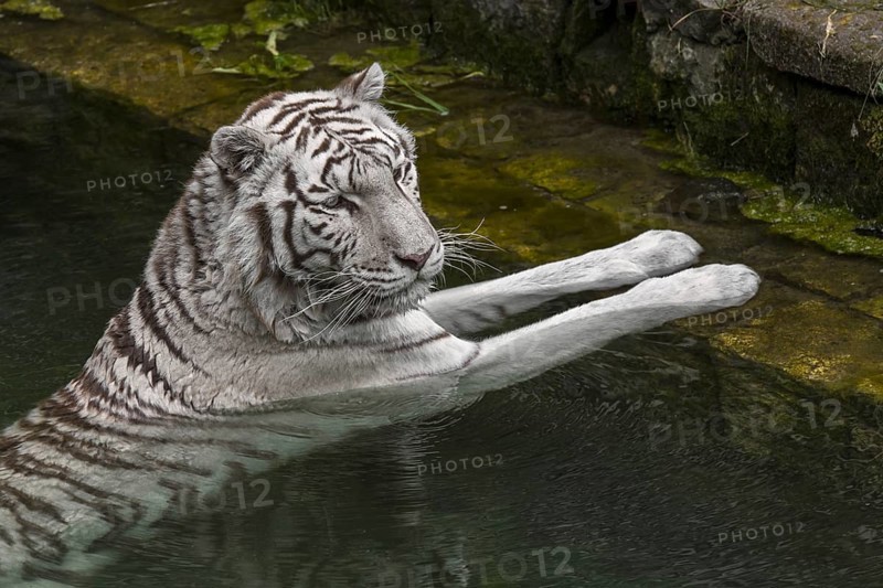 White tiger