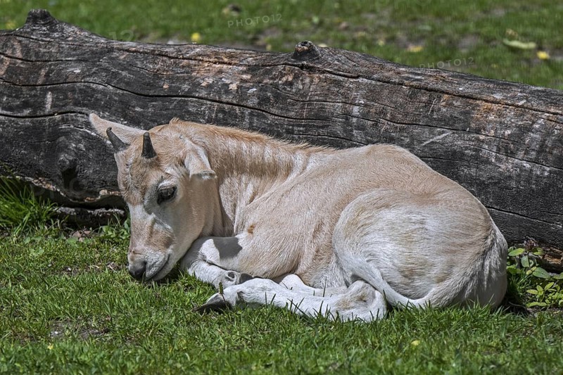 Addax