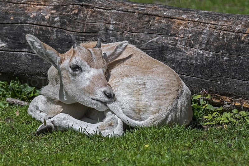 Cute addax