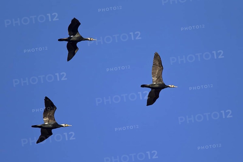Great Cormorants