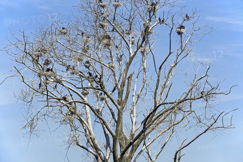 Colony of great cormorants