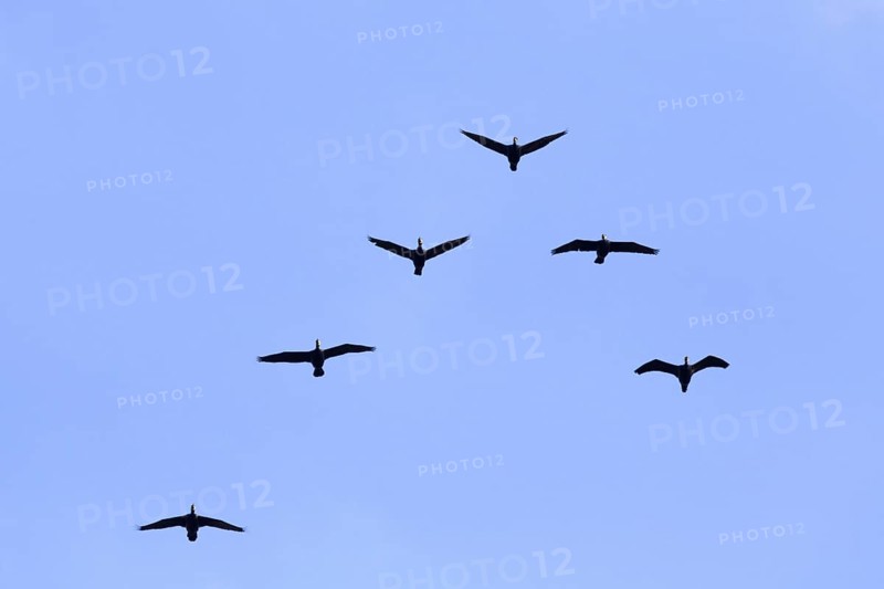 Great cormorants