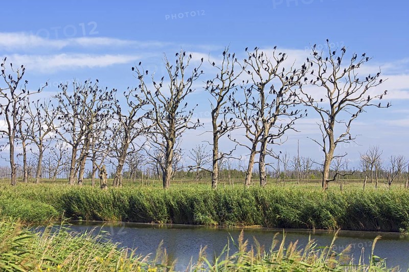 Great cormorants