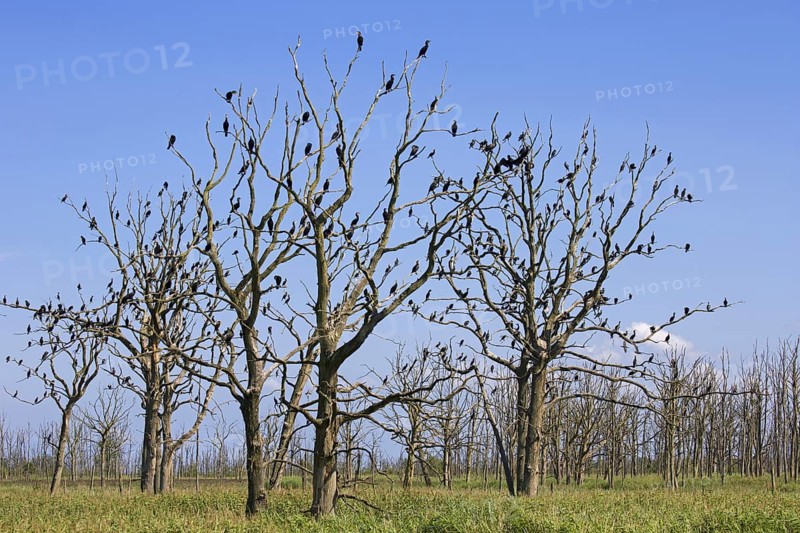 Great cormorants