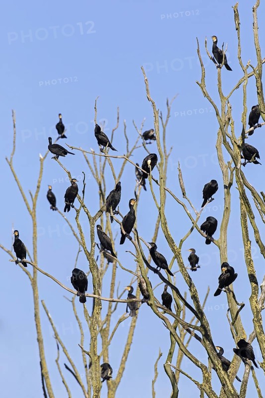 Colony of great cormorants