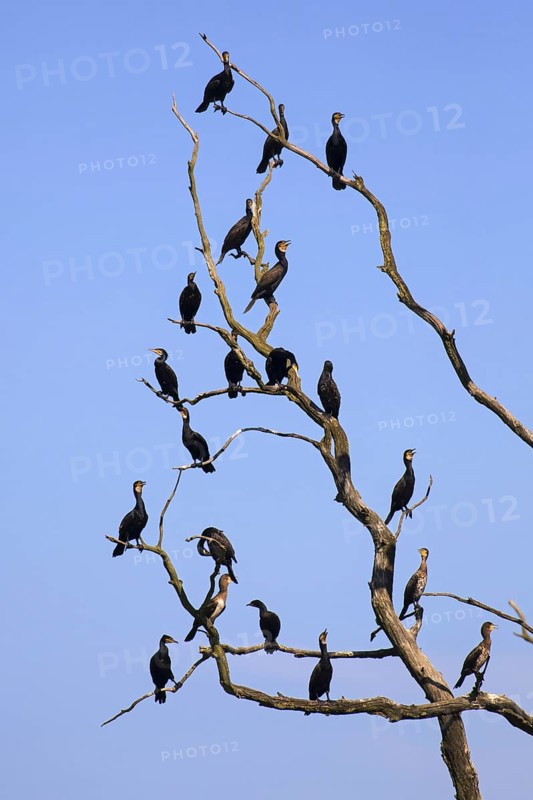 Colony of great cormorants