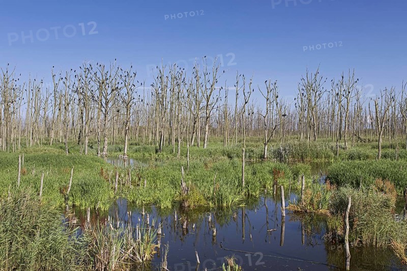 Great cormorants