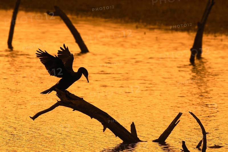 Great cormorant