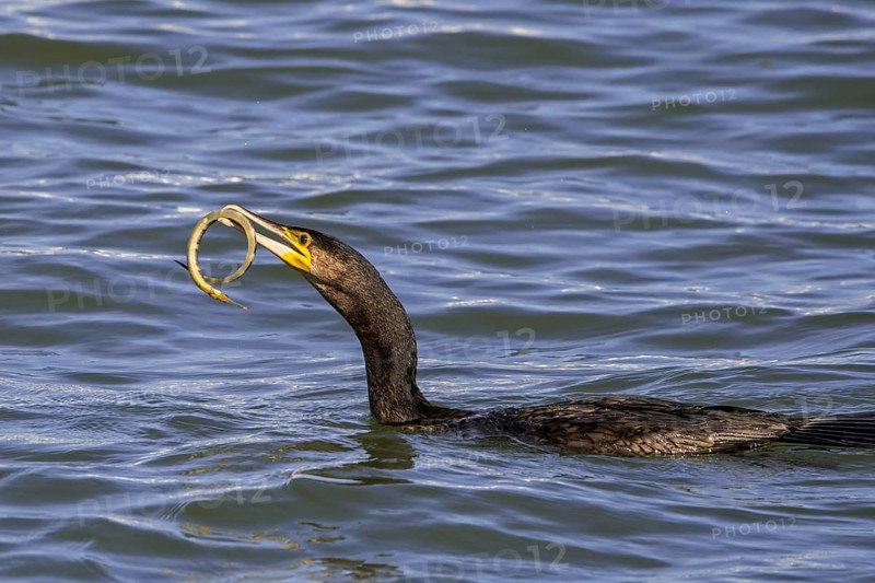 Great cormorant